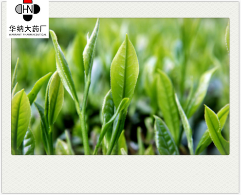 Egigallocatechol gallate （EGCG）23.25%-26.75%（HPLC）  Green Tea Extract  GMP/DML/Registered in Korea，Pharmaceutical grade