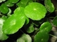 10% Asiaticoside Anti Aging Centella Asiatica Leaf Extract
