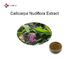 24% Flavones Callicarpa Nudiflora Organic Herbal Extracts Pharmaceutical gradeGMP/DML