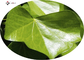 Hedera helix 20%-30% Hederagenin  Ivy Leaf Extract Brown Powder Korea Registration license